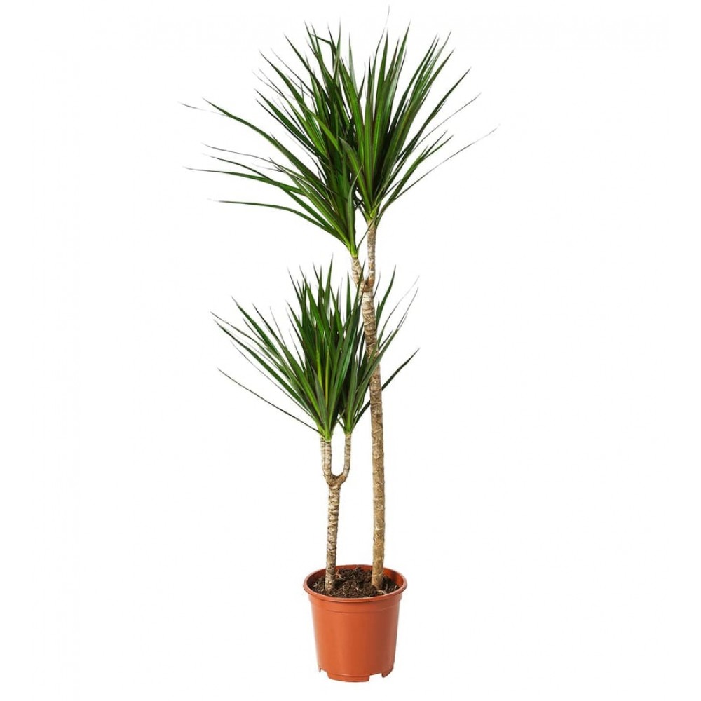 2'li Marginata